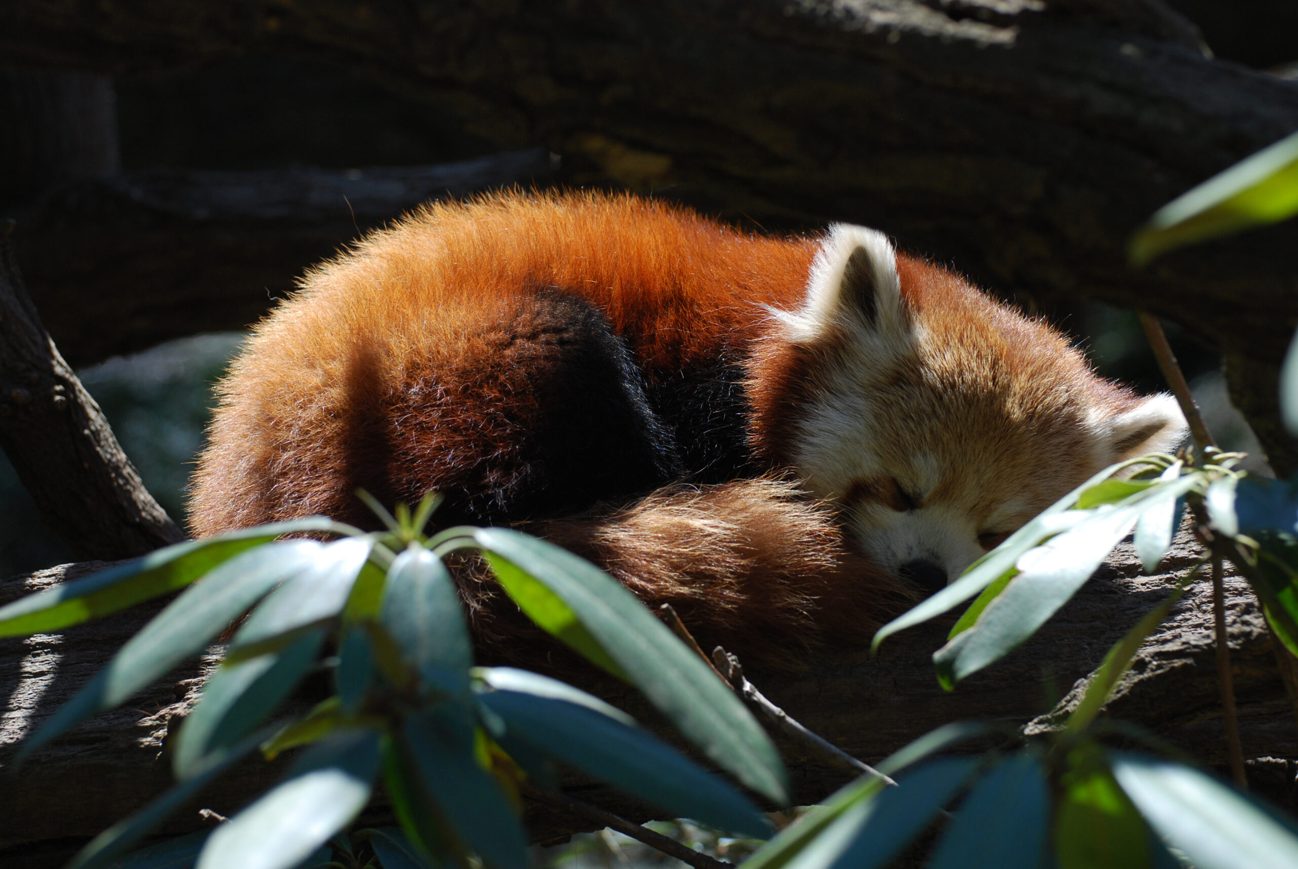 https://www.indiatigersafari.com/blog/wp-content/uploads/2023/09/red-panda-bear-curled-up-sleeping-scaled.jpg