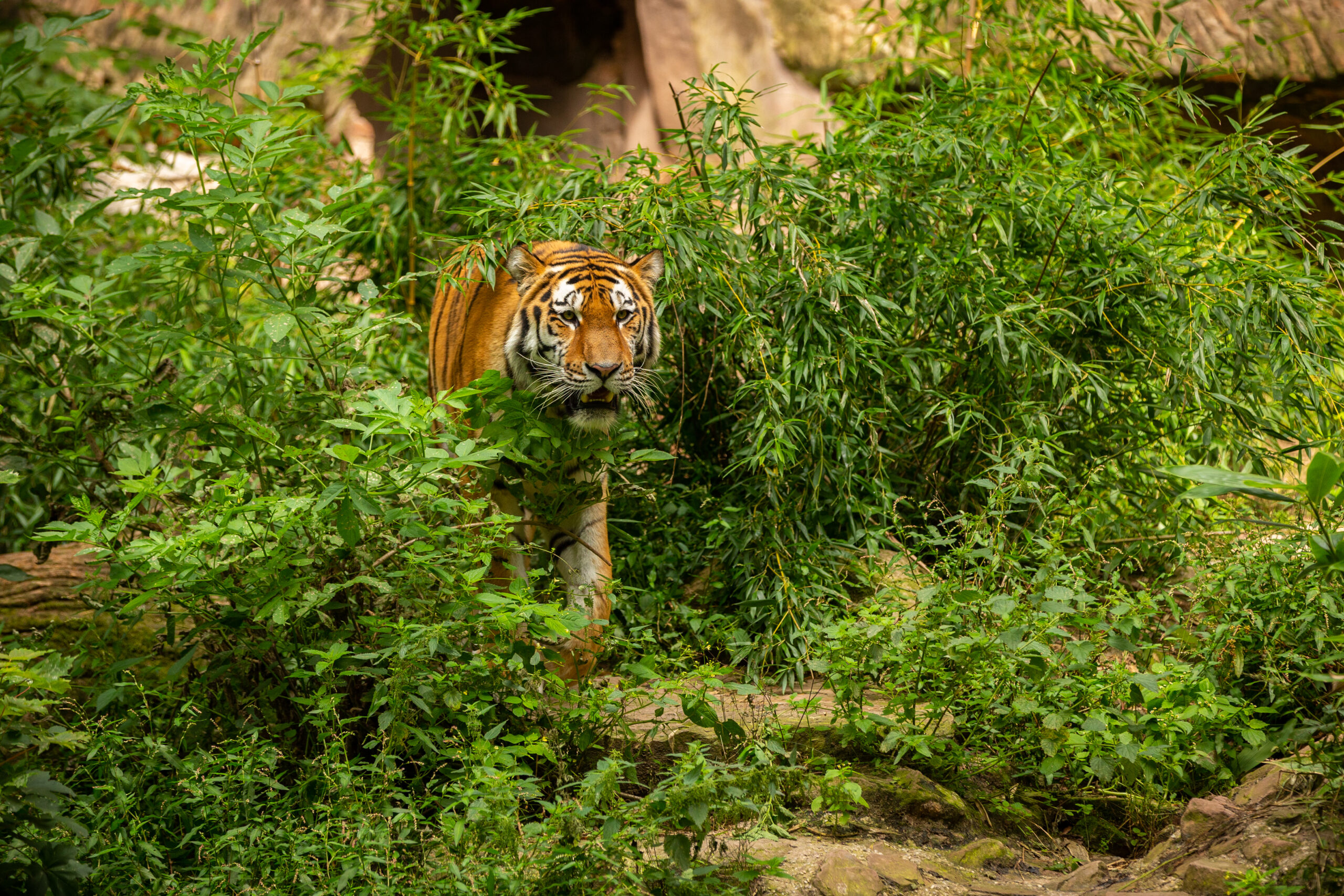 https://www.indiatigersafari.com/blog/wp-content/uploads/2023/11/siberian-tiger-panthera-tigris-altaica-swimming-water-directly-front-photographer-dangereous-predator-action-tiger-green-taiga-habitat-beautiful-wild-animal-captivity-scaled-1.jpg