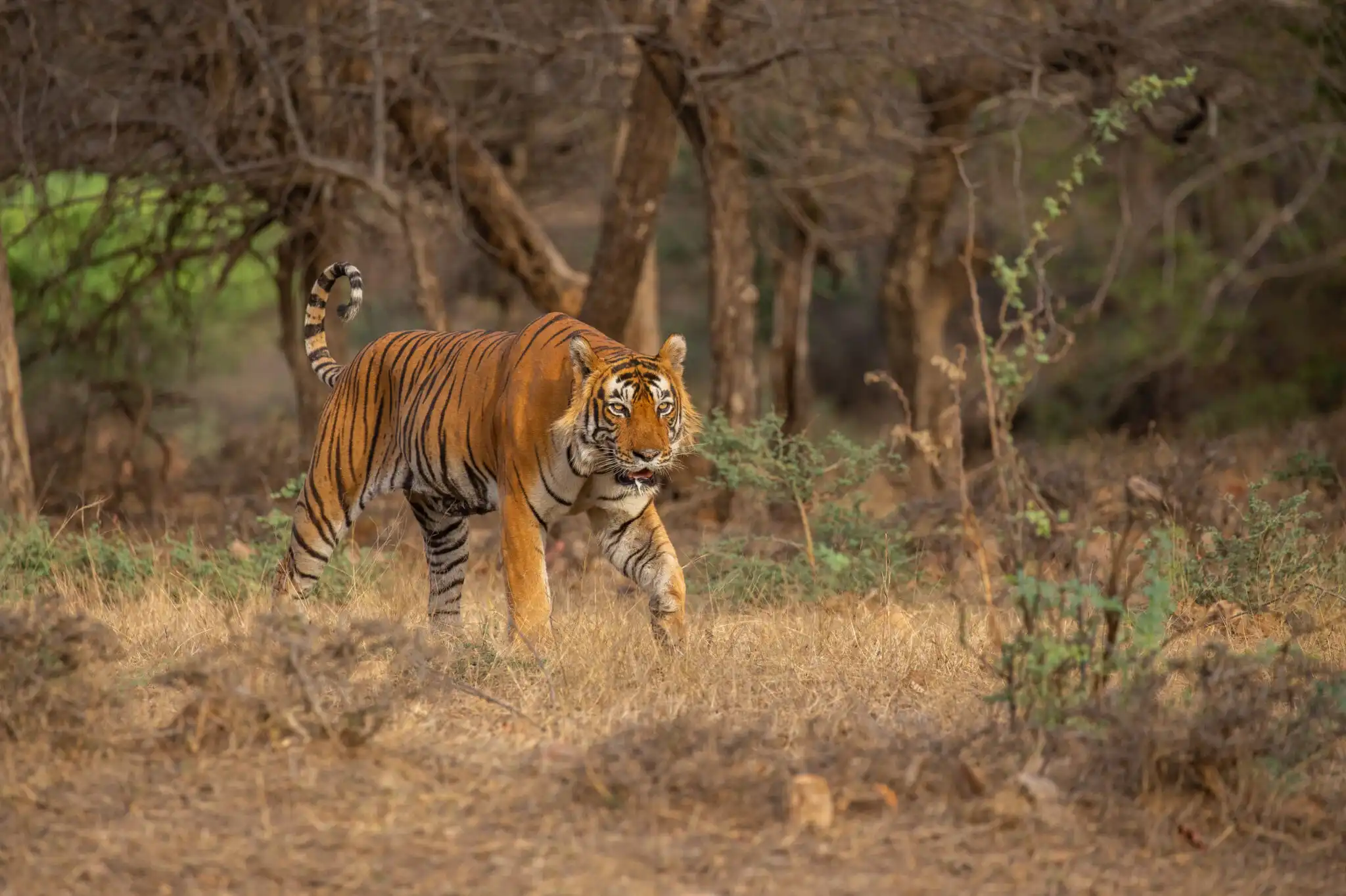 Royal Bengal Tiger spotted during Bandhavgarh tiger safari