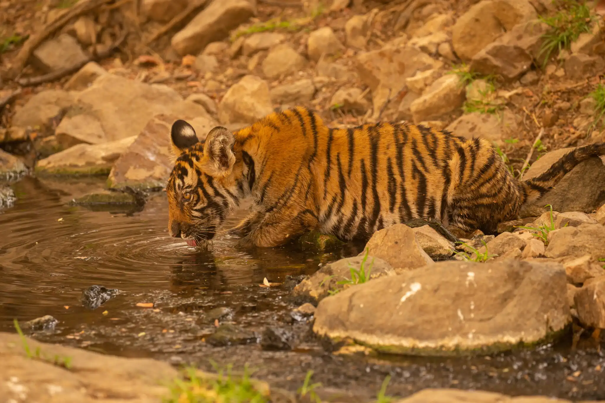 Tiger drinking water in Bandhavgarh National Park