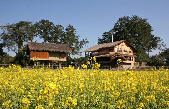 India Tiger Safari
