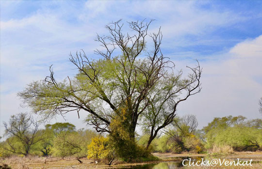 Keoladeo National Park