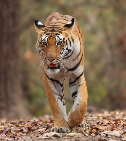 Big Cats of India Tour