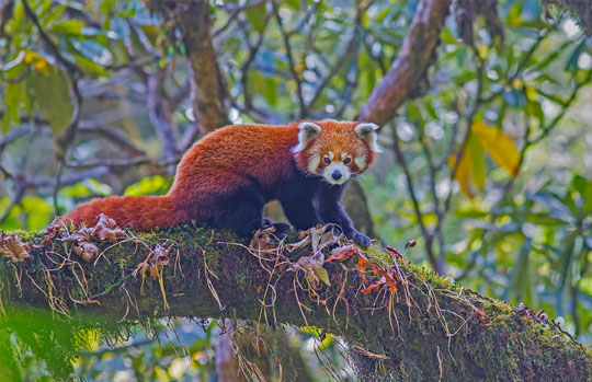 Red Panda Tours