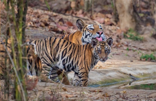 India Tiger Safari