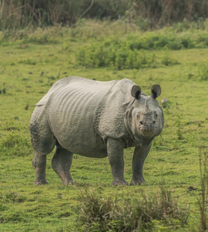 Kaziranga National Park