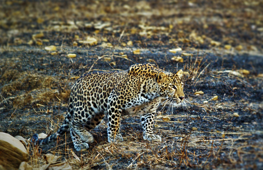 India Tiger Safari