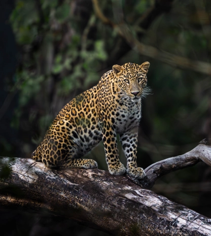 Pench National Park