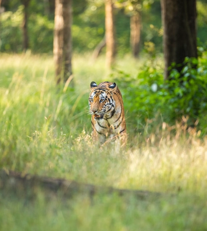 Tadoba National Park
