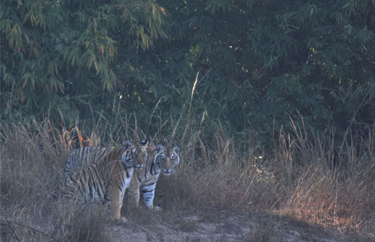 India Tiger Safari