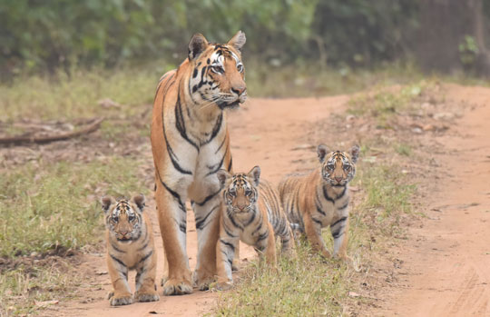 India Tiger Safari