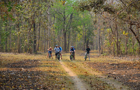 India Tiger Safari