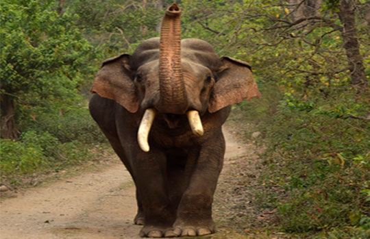 wildlife safari in india