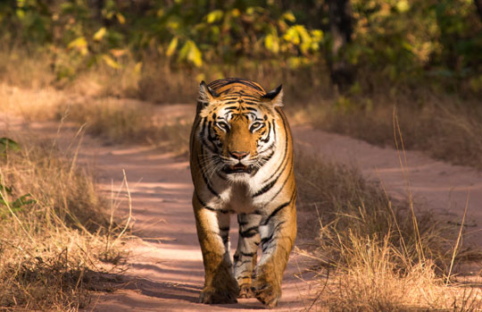 India Tiger Safari