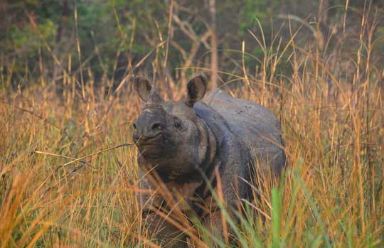 Wildlife Tours to India