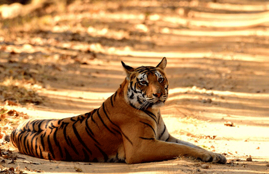India Tiger Safari
