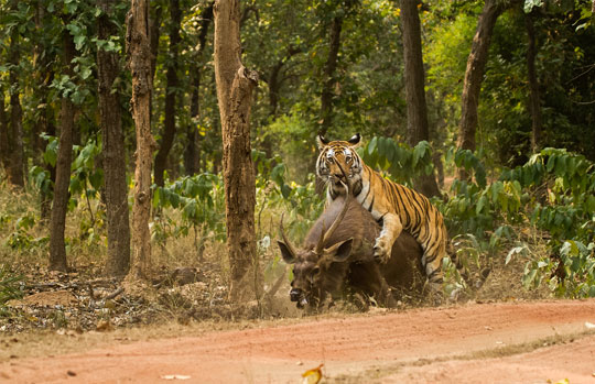 India Tiger Safari