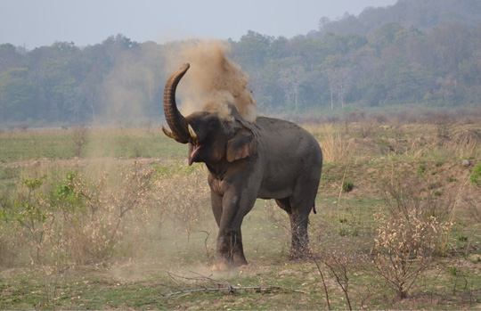 India Tiger Safari