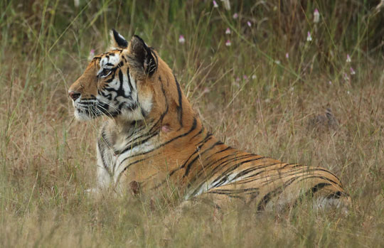 India Tiger Safari
