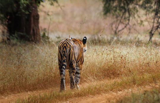 India Tiger Safari