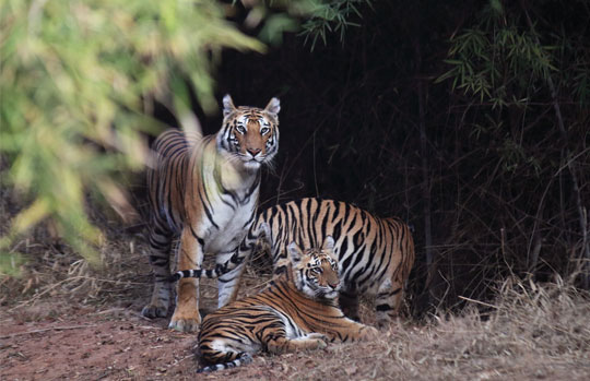 India Tiger Safari