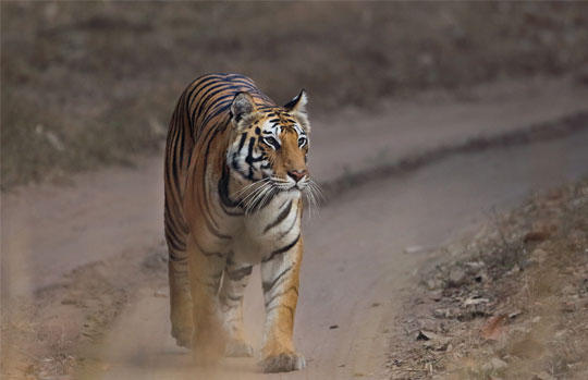 India Tiger Safari