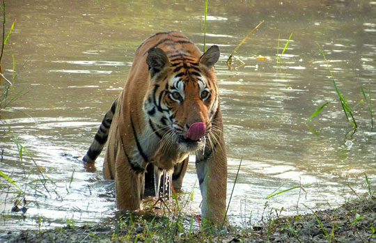 India Tiger Safari