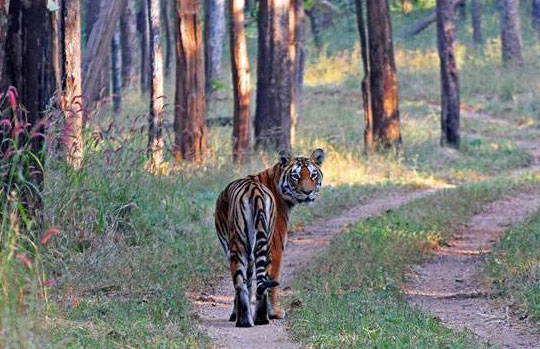 India Tiger Safari