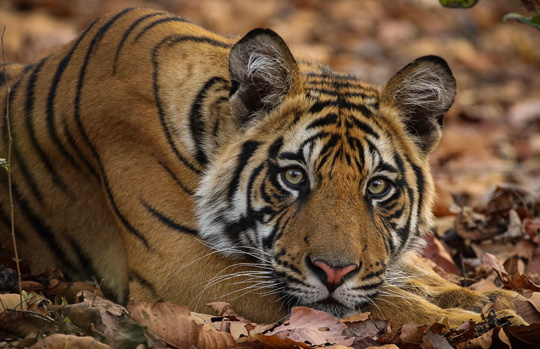 India Tiger Safari