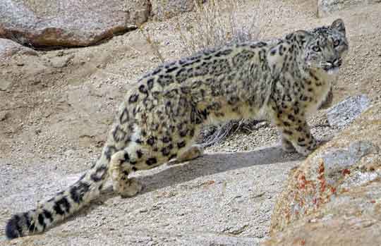 snow leopard tours to India