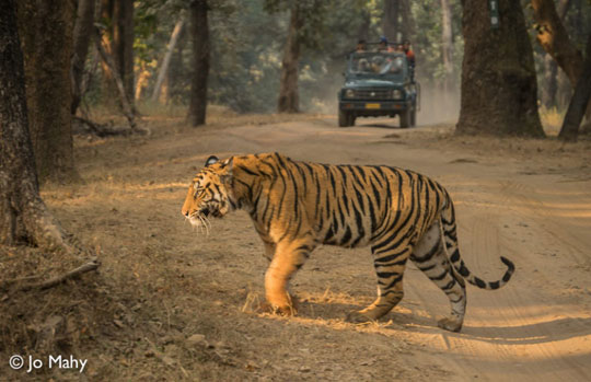 India Tiger Safari