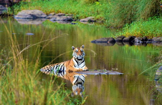 India Tiger Safari