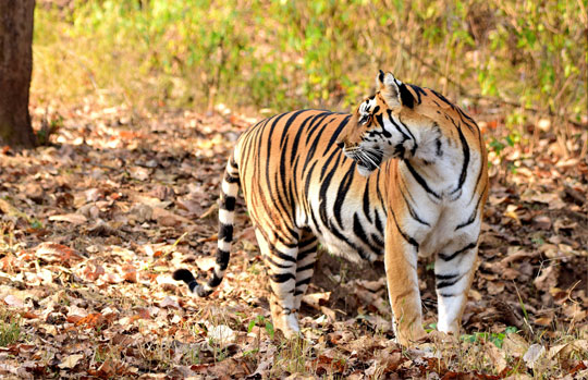 India Tiger Safari