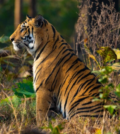India's Tiger Trail Tour